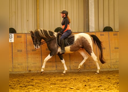 Andaluso, Castrone, 3 Anni, 146 cm, Pezzato
