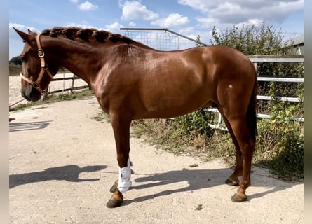 Andaluso, Castrone, 4 Anni, 147 cm, Sauro