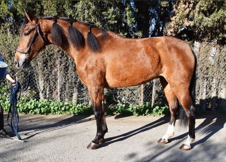 Andaluso, Castrone, 4 Anni, 151 cm, Baio