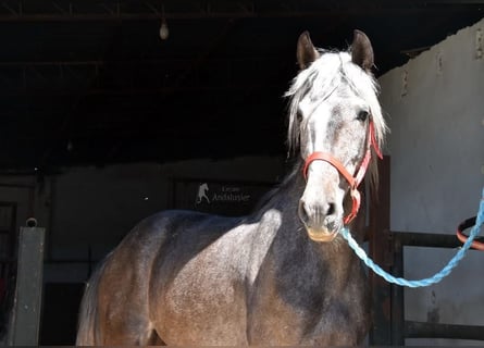 Andaluso, Castrone, 4 Anni, 153 cm, Grigio