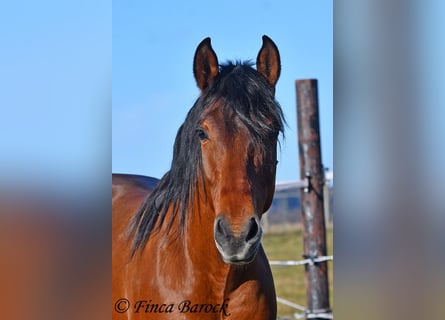 Andaluso, Castrone, 4 Anni, 155 cm, Baio