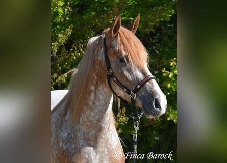 Andaluso, Castrone, 4 Anni, 155 cm, Leopard