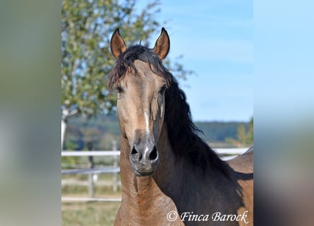 Andaluso, Castrone, 4 Anni, 155 cm, Pelle di daino