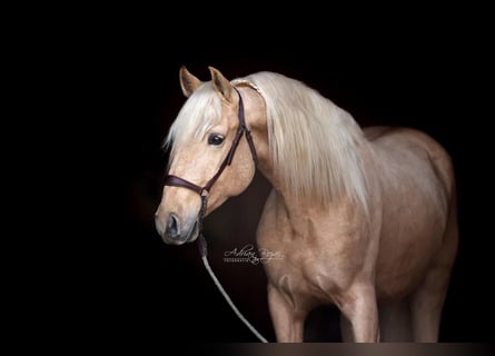 Andaluso, Castrone, 4 Anni, 165 cm, Palomino