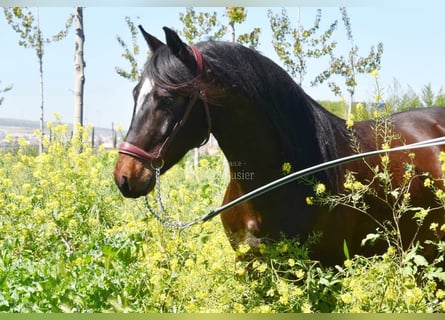Andaluso, Castrone, 5 Anni, 151 cm, Baio scuro