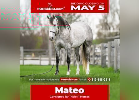 Andaluso Mix, Castrone, 5 Anni, 155 cm, Grigio