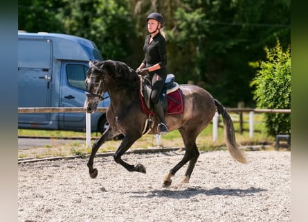 Andaluso, Castrone, 5 Anni, 155 cm, Leardo