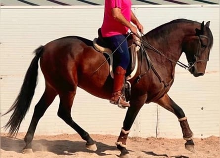 Andaluso, Castrone, 5 Anni, 158 cm, Baio