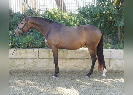 Andaluso, Castrone, 5 Anni, 160 cm, Falbo