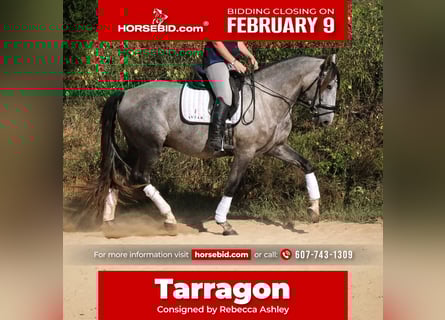 Andaluso, Castrone, 5 Anni, 163 cm, Grigio