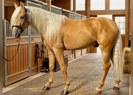 Andaluso, Castrone, 5 Anni, 164 cm, Palomino