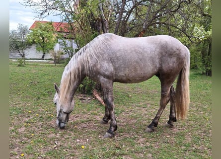Andaluso, Castrone, 5 Anni, 164 cm, Palomino