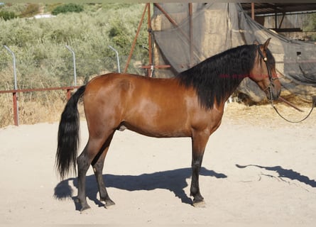 Andaluso, Castrone, 6 Anni, 156 cm, Baio