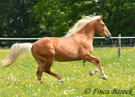 Andaluso, Castrone, 6 Anni, 156 cm, Palomino