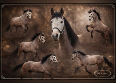 Andaluso, Castrone, 6 Anni, 160 cm, Grigio rossastro