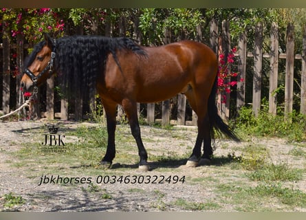 Andaluso Mix, Castrone, 6 Anni, 161 cm, Baio