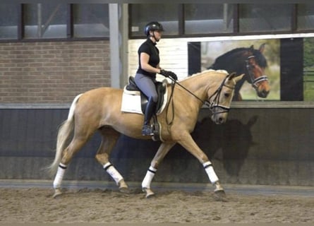 Andaluso, Castrone, 6 Anni, 168 cm, Palomino