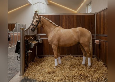 Andaluso, Castrone, 6 Anni, 168 cm, Palomino