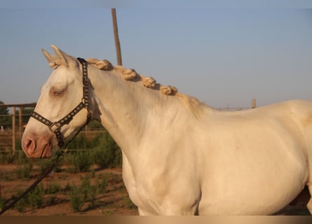 Andaluso, Castrone, 7 Anni, 156 cm