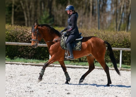 Andaluso, Castrone, 7 Anni, 158 cm, Baio