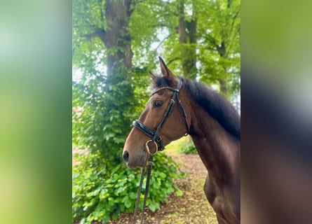 Andaluso, Castrone, 7 Anni, 165 cm, Baio