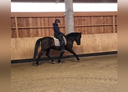 Andaluso Mix, Castrone, 8 Anni, 156 cm, Baio scuro