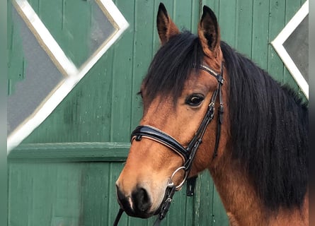 Andaluso, Castrone, 8 Anni, 157 cm, Baio