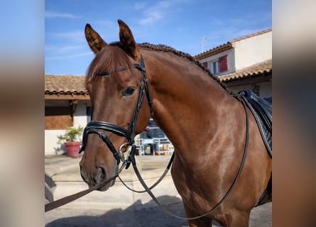 Andaluso, Castrone, 8 Anni, 158 cm, Sauro