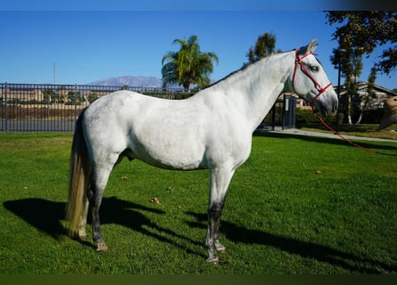 Andaluso, Castrone, 8 Anni, 163 cm, Bianco