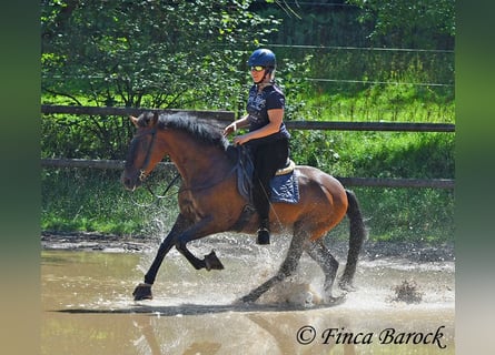 Andaluso, Castrone, 9 Anni, 155 cm, Baio