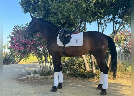 Andaluso, Castrone, 9 Anni, 165 cm, Baio ciliegia