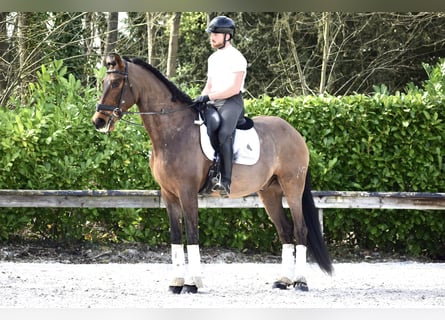 Andaluso, Castrone, 9 Anni, 173 cm, Baio