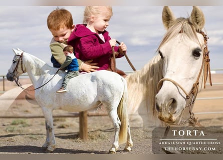 Andaluso Mix, Giumenta, 10 Anni, 152 cm, Grigio