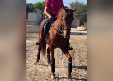 Andaluso, Giumenta, 12 Anni, 158 cm, Sauro