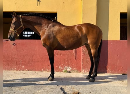 Andaluso, Giumenta, 14 Anni, 164 cm, Baio