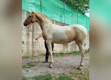 Andaluso, Giumenta, 1 Anno, 152 cm, Pezzato