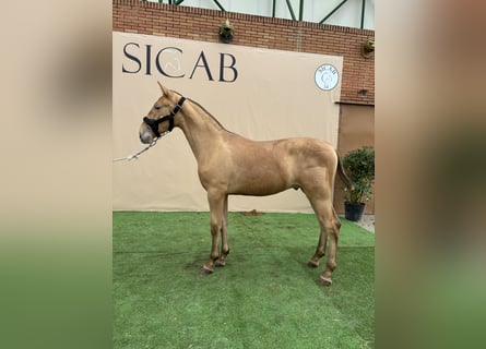 Andaluso, Giumenta, 2 Anni, 150 cm, Overo-tutti i colori