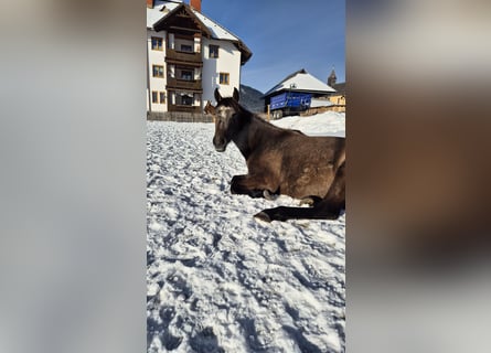 Andaluso, Giumenta, 2 Anni, 155 cm, Baio