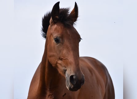 Andaluso, Giumenta, 2 Anni, 162 cm, Baio