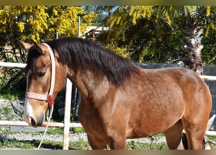 Andaluso, Giumenta, 3 Anni, 157 cm, Falbo