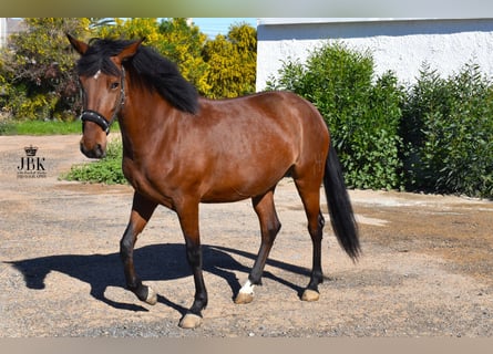 Andaluso Mix, Giumenta, 3 Anni, 161 cm, Baio