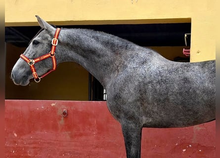 Andaluso, Giumenta, 3 Anni, 161 cm, Grigio