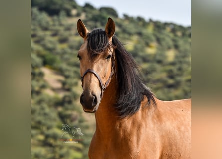 Andaluso, Giumenta, 3 Anni, 163 cm, Falbo