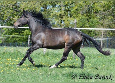 Andaluso, Giumenta, 4 Anni, 156 cm, Baio nero