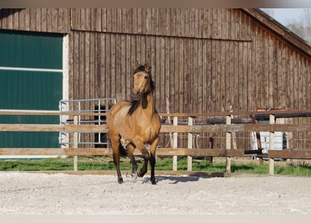 Andaluso, Giumenta, 4 Anni, 156 cm, Falbo