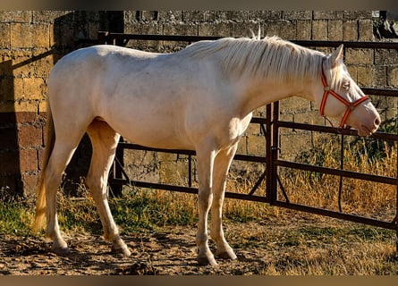 Andaluso, Giumenta, 4 Anni, 157 cm, Cremello