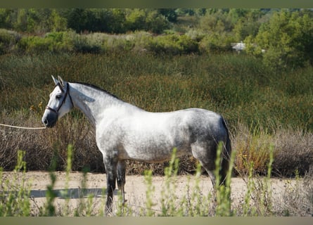 Andaluso, Giumenta, 4 Anni, 163 cm, Grigio