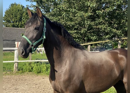 Andaluso, Giumenta, 4 Anni, 167 cm, Morello