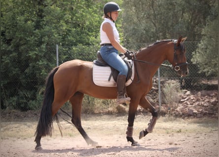 Andaluso Mix, Giumenta, 5 Anni, 155 cm, Baio