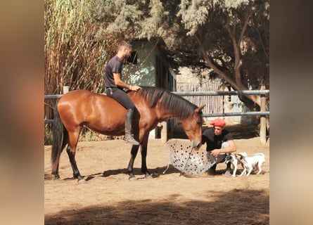 Andaluso, Giumenta, 6 Anni, 150 cm, Baio